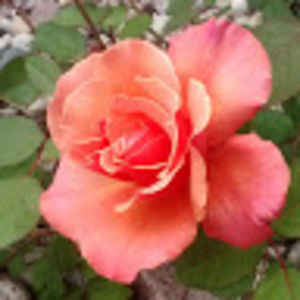 Meet your Posher, Kristen